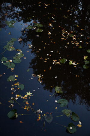 Image: Lily Pads and Leaves in Late October, 2018