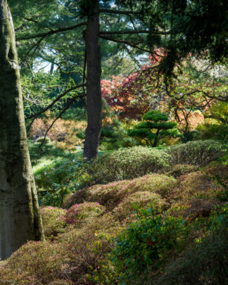 Japanese Hill and Pond Garden, Brooklyn, NY - 2021
